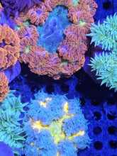 Load image into Gallery viewer, Ultra Grade Rock Flower Anemones