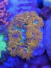 Load image into Gallery viewer, Ultra Grade Rock Flower Anemones