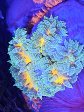 Load image into Gallery viewer, Ultra Grade Rock Flower Anemones