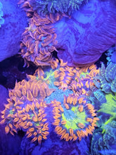 Load image into Gallery viewer, Ultra Grade Rock Flower Anemones