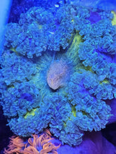 Load image into Gallery viewer, Ultra Grade Rock Flower Anemones