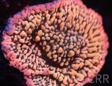 Load image into Gallery viewer, Montipora Frag Pack