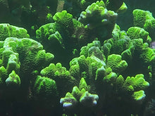 Load image into Gallery viewer, Montipora Frag Pack