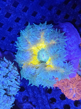 Load image into Gallery viewer, Ultra Grade Rock Flower Anemones