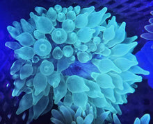 Load image into Gallery viewer, Green Bubble-tip Anemone