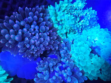 Load image into Gallery viewer, Green Bubble-tip Anemone