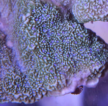 Load image into Gallery viewer, Montipora Frag Pack
