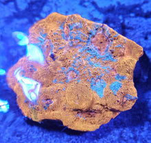 Load image into Gallery viewer, Ultra Chalice Frag