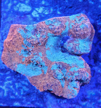 Load image into Gallery viewer, Ultra Chalice Frag