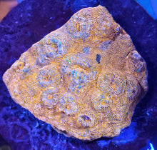 Load image into Gallery viewer, Ultra Chalice Frag