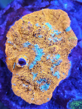 Load image into Gallery viewer, Ultra Chalice Frag