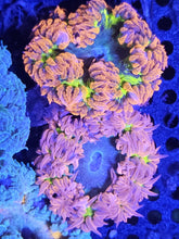 Load image into Gallery viewer, Ultra Grade Rock Flower Anemones