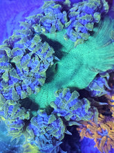 Load image into Gallery viewer, Ultra Grade Rock Flower Anemones