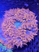 Load image into Gallery viewer, Ultra Grade Rock Flower Anemones