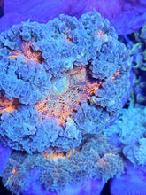 Load image into Gallery viewer, Ultra Grade Rock Flower Anemones