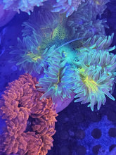 Load image into Gallery viewer, Ultra Grade Rock Flower Anemones