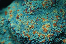 Load image into Gallery viewer, Montipora Frag Pack