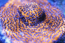 Load image into Gallery viewer, Montipora Frag Pack