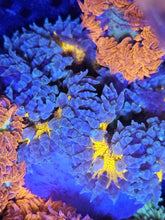 Load image into Gallery viewer, Ultra Grade Rock Flower Anemones