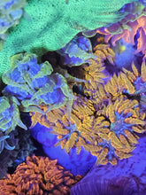 Load image into Gallery viewer, Ultra Grade Rock Flower Anemones