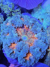 Load image into Gallery viewer, Ultra Grade Rock Flower Anemones