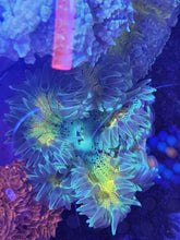 Load image into Gallery viewer, Ultra Grade Rock Flower Anemones