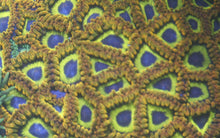 Load image into Gallery viewer, Zoanthid Grab Bag