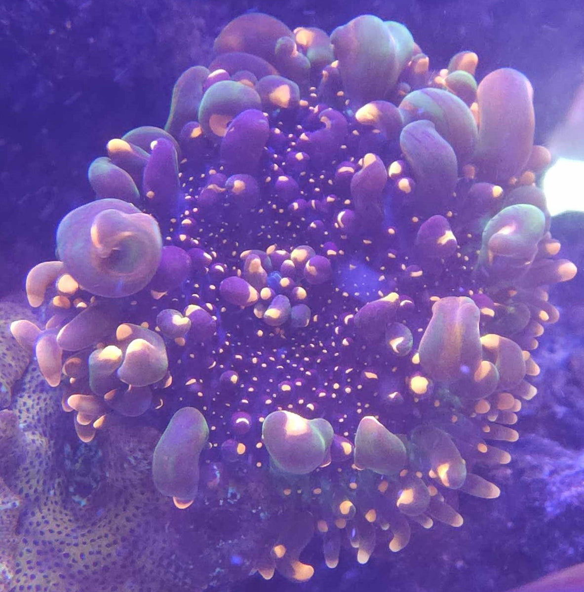 Godzilla Bounce Mushroom – Shop Reef N Reptile