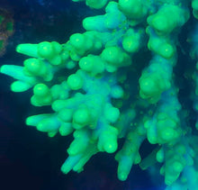 Load image into Gallery viewer, CRR Hand Banana Acropora
