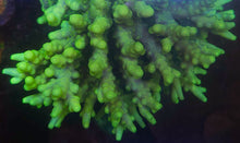 Load image into Gallery viewer, CRR Hand Banana Acropora
