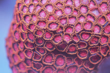 Load image into Gallery viewer, Zoanthid Grab Bag