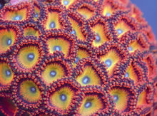 Load image into Gallery viewer, Zoanthid Grab Bag