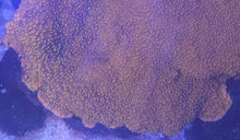 Load image into Gallery viewer, Montipora Frag Pack
