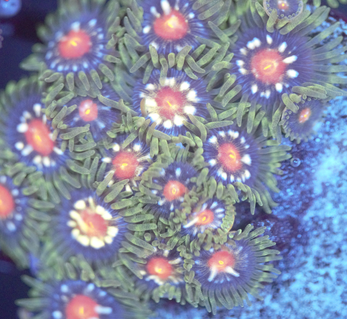 JF Stargazer Zoa – Shop Reef N Reptile