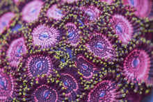 Load image into Gallery viewer, Zoanthid Grab Bag