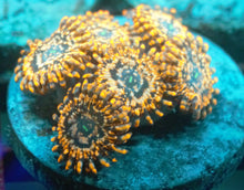 Load image into Gallery viewer, Zoanthid Grab Bag
