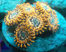 Load image into Gallery viewer, Zoanthid Grab Bag