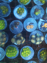 Load image into Gallery viewer, Zoanthid Grab Bag