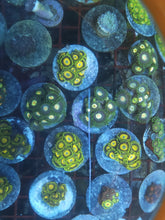 Load image into Gallery viewer, Zoanthid Grab Bag