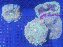 Load image into Gallery viewer, Mini Maxi Carpet Anemone