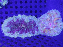 Load image into Gallery viewer, Mini Maxi Carpet Anemone