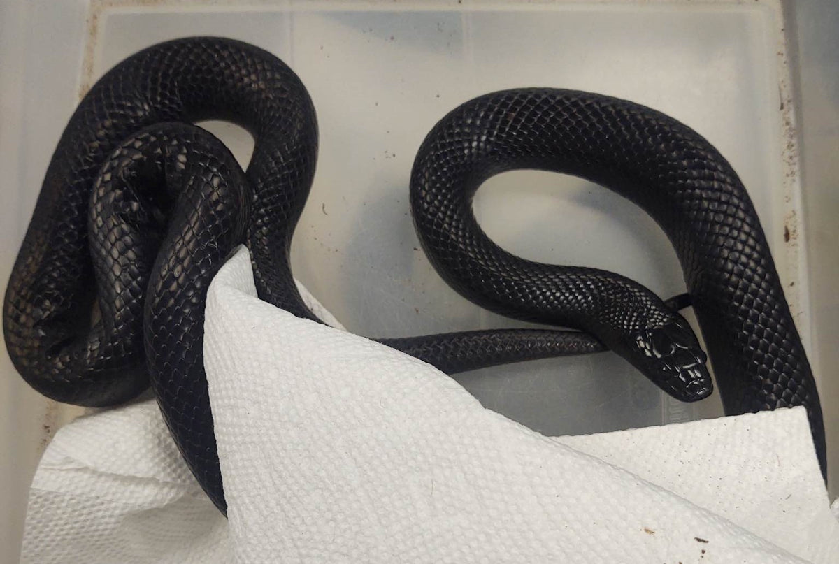 View of Adult Female Mexican Black Kingsnake – Shop Reef N Reptile
