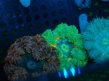 Load image into Gallery viewer, Ultra Grade Rock Flower Anemones