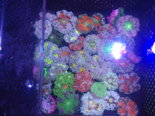 Load image into Gallery viewer, Ultra Grade Rock Flower Anemones