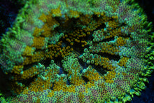 Load image into Gallery viewer, Mini Maxi Carpet Anemone