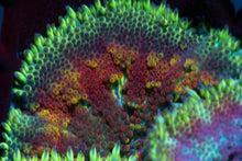 Load image into Gallery viewer, Mini Maxi Carpet Anemone