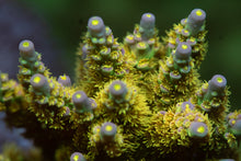 Load image into Gallery viewer, WD Acropora