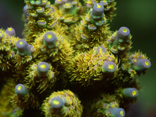 Load image into Gallery viewer, WD Acropora