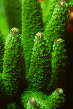 Load image into Gallery viewer, CRR Green Slimer Acropora
