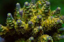 Load image into Gallery viewer, WD Acropora